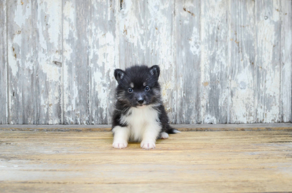 Pomsky Pup Being Cute