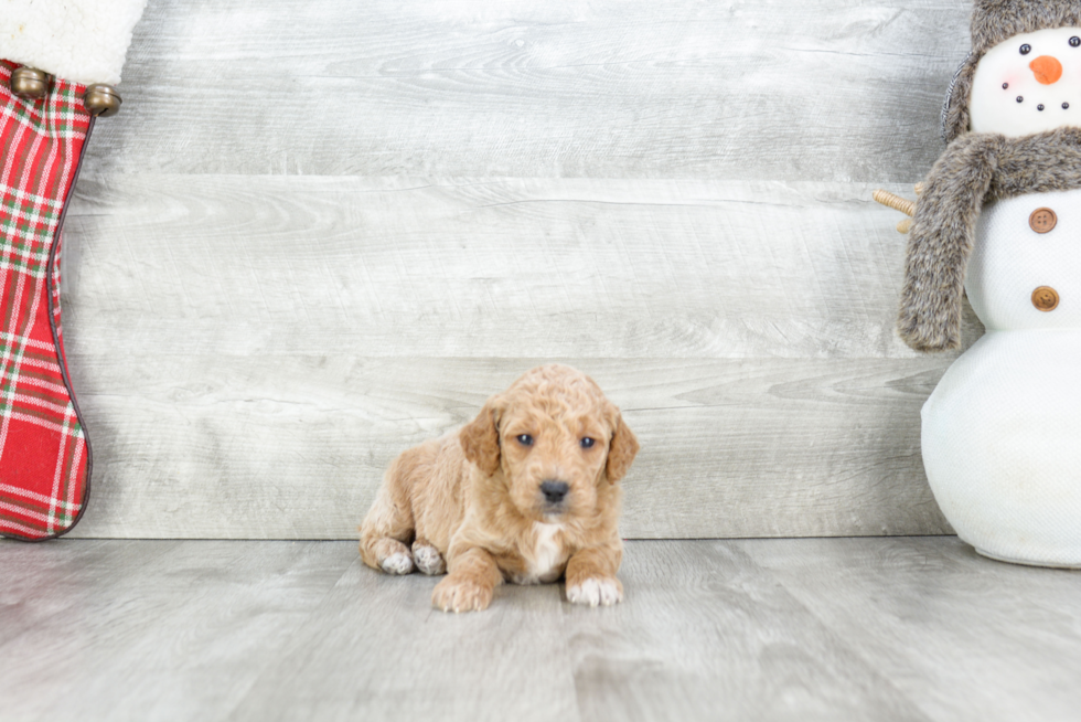 Mini Goldendoodle Pup Being Cute