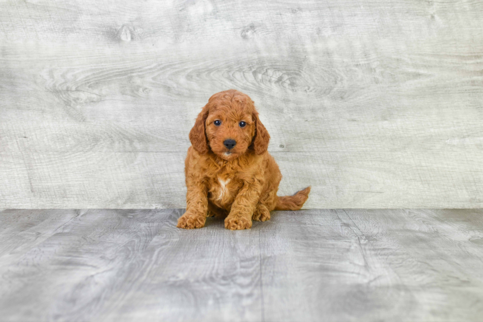 Happy Mini Goldendoodle Baby