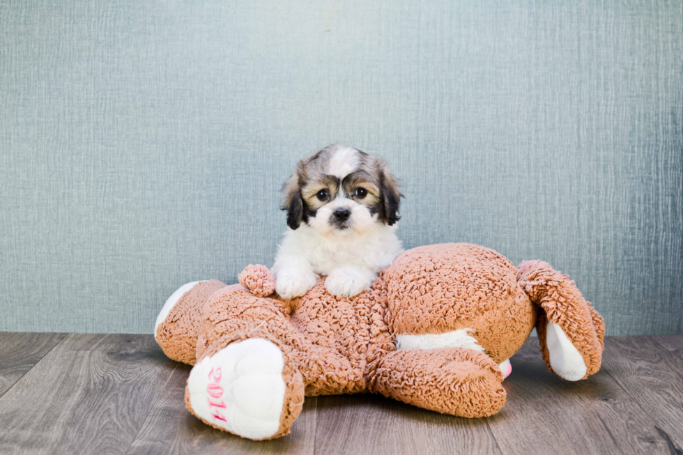 Happy Teddy Bear Baby