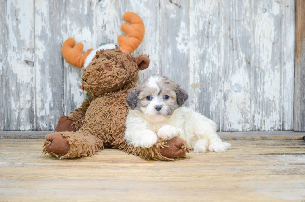 Teddy Bear Pup Being Cute