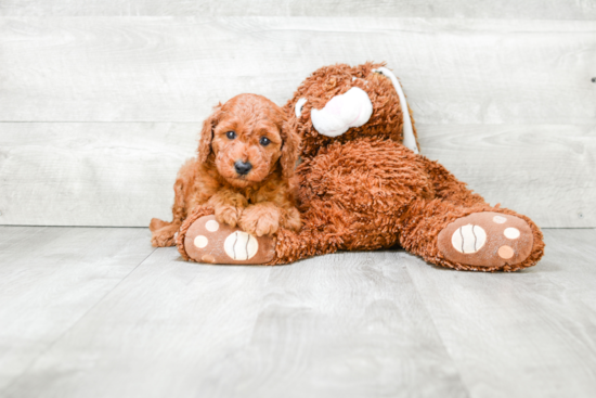 Funny Mini Goldendoodle Poodle Mix Pup