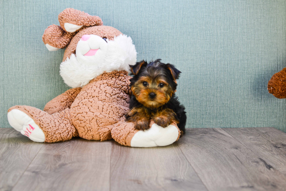 Meet Goldie - our Yorkshire Terrier Puppy Photo 