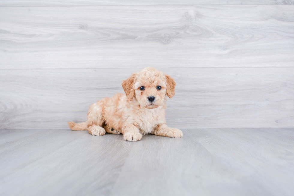 Hypoallergenic Golden Retriever Poodle Mix Puppy