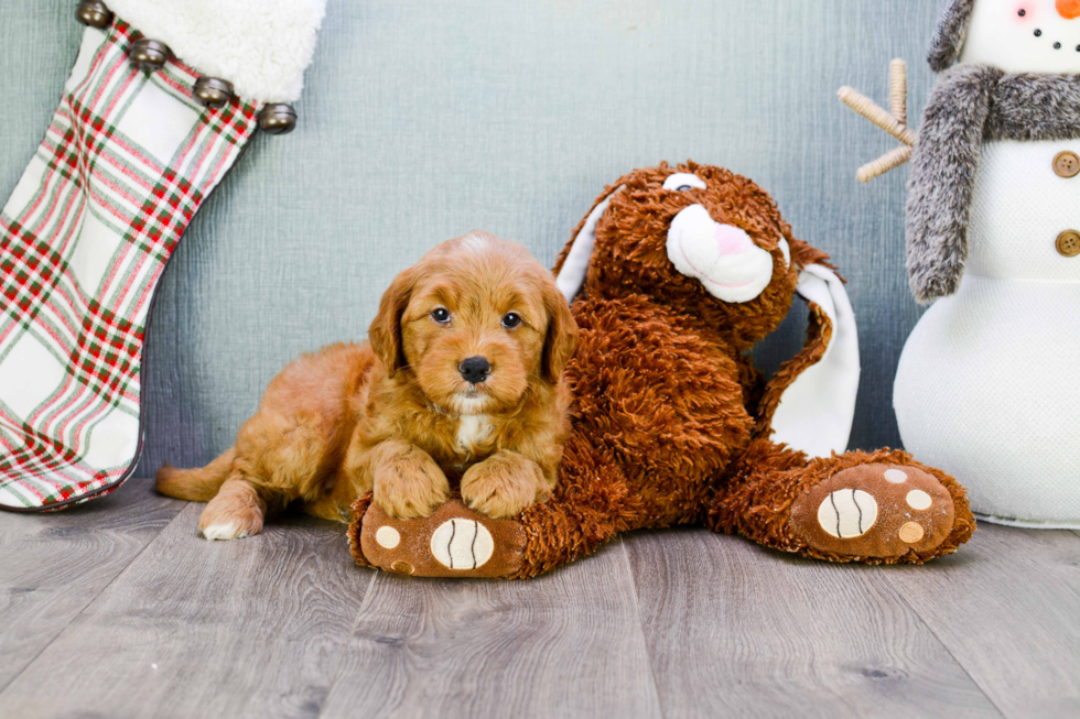 Popular Mini Goldendoodle Poodle Mix Pup