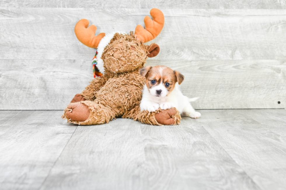 Shorkie Puppy for Adoption