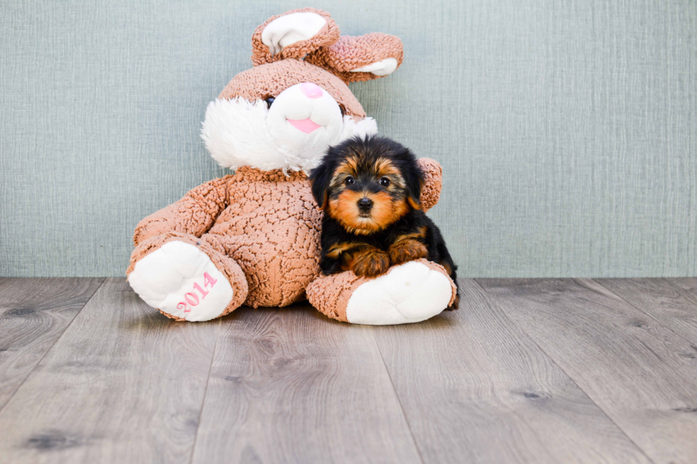 Meet Timmy - our Yorkshire Terrier Puppy Photo 