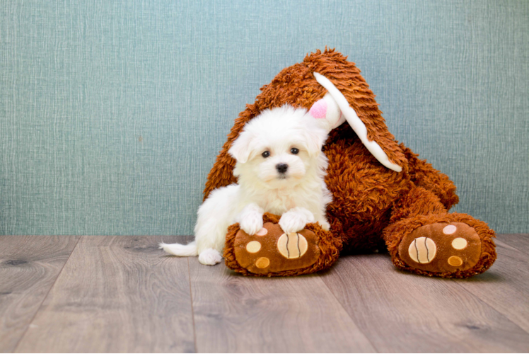 Maltese Pup Being Cute