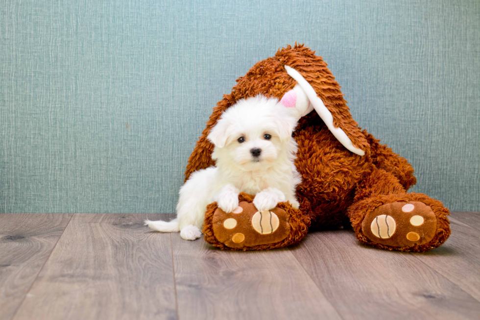 Maltese Pup Being Cute