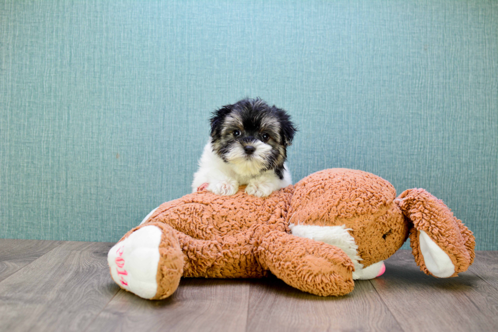 Best Morkie Baby