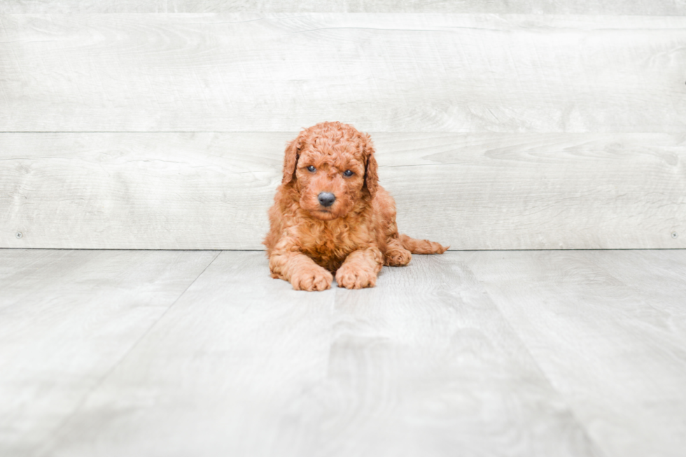 Friendly Mini Goldendoodle Baby