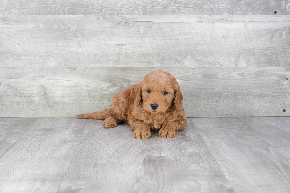 Mini Goldendoodle Puppy for Adoption