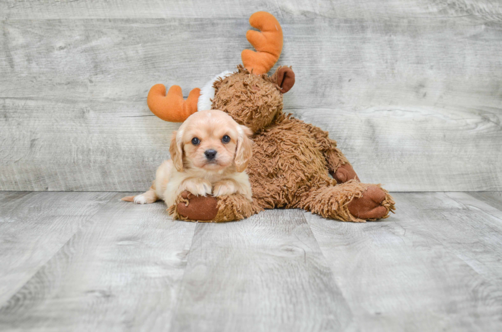 Cavalier King Charles Spaniel Puppy for Adoption