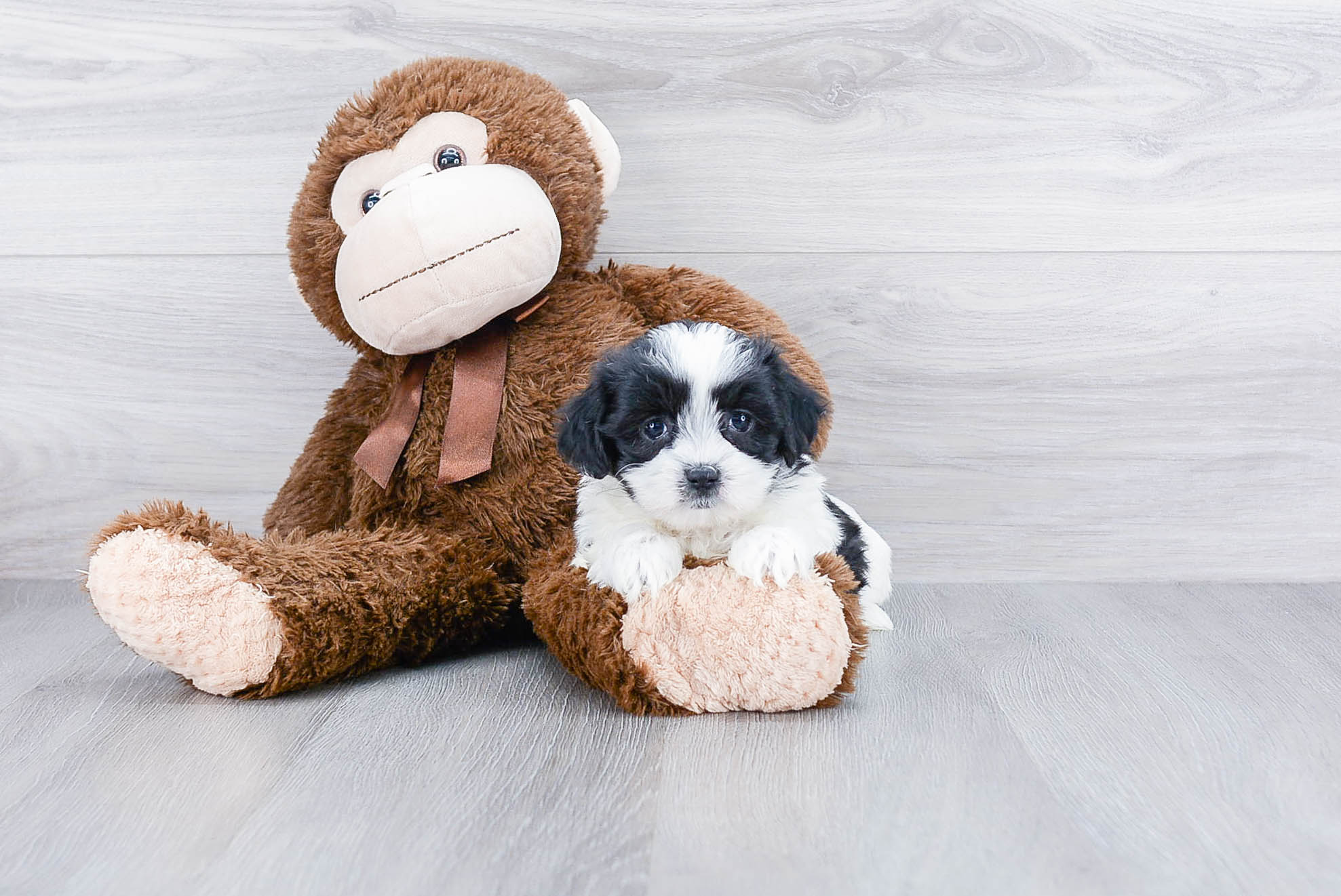Best Teddy Bear Baby