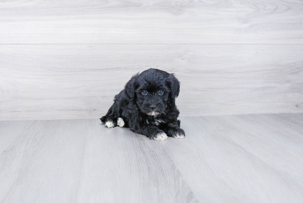 Small Havanese Purebred Pup