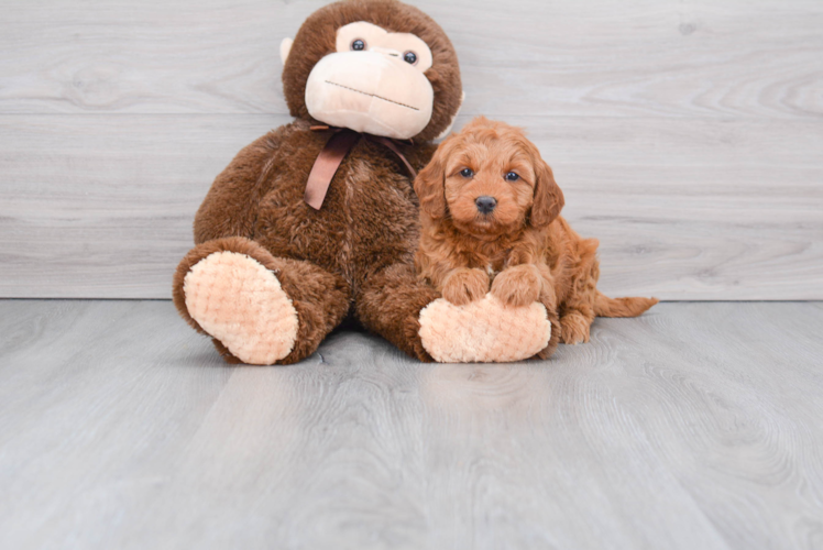 Little Golden Retriever Poodle Mix Puppy