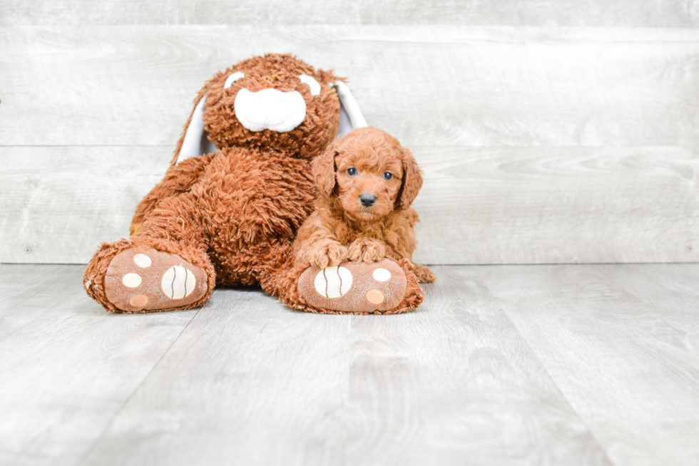 Happy Mini Goldendoodle Baby