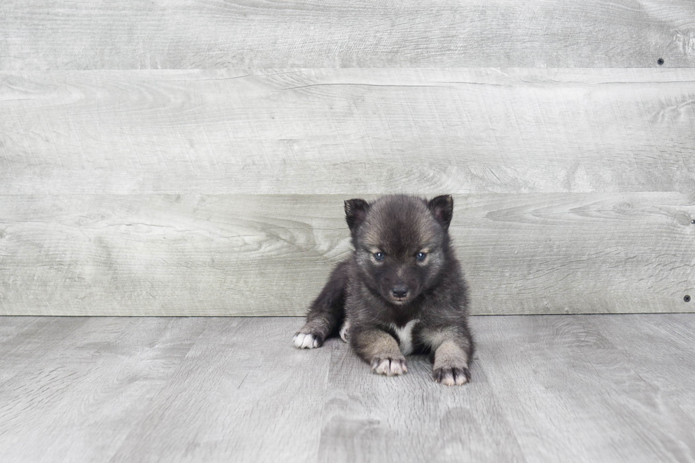 Pomsky Pup Being Cute