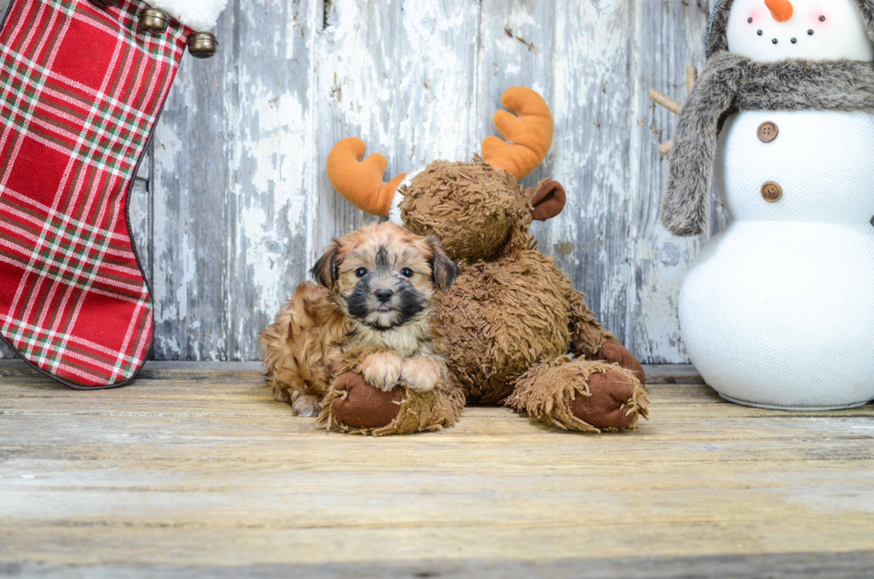 Morkie Puppy for Adoption