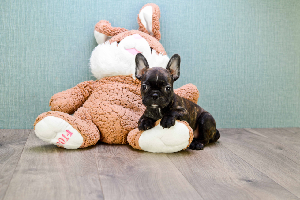 Akc Registered French Bulldog Purebred Pup