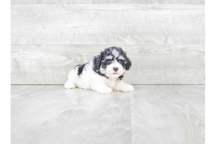 Havanese Pup Being Cute