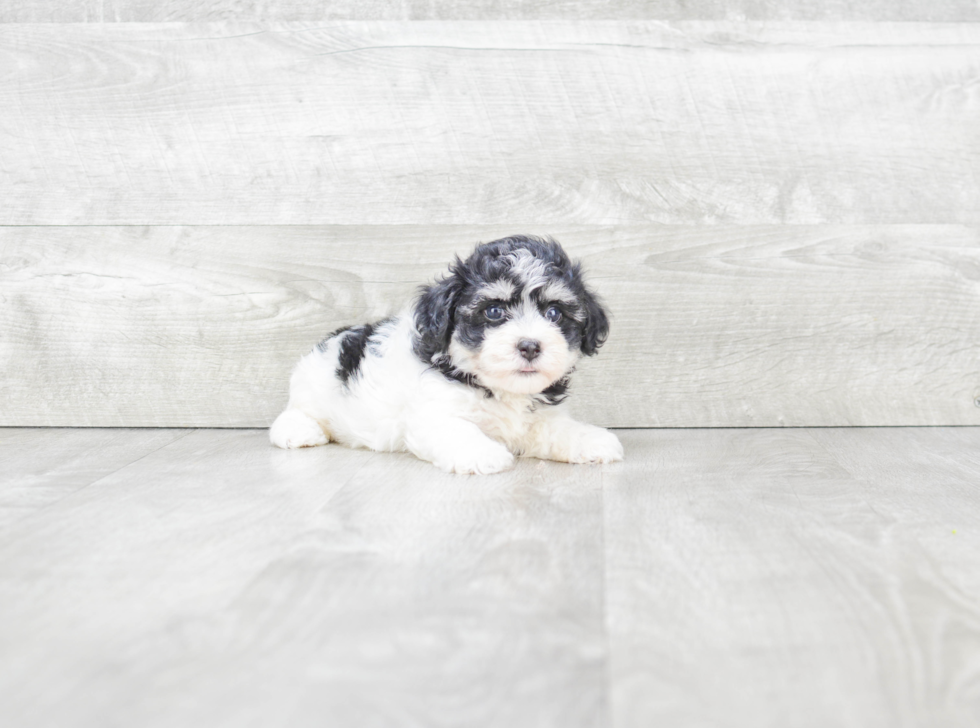 Havanese Pup Being Cute