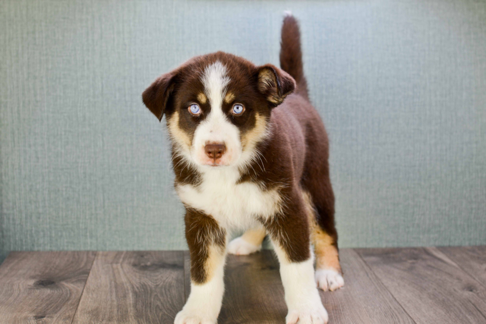 Pomsky Pup Being Cute