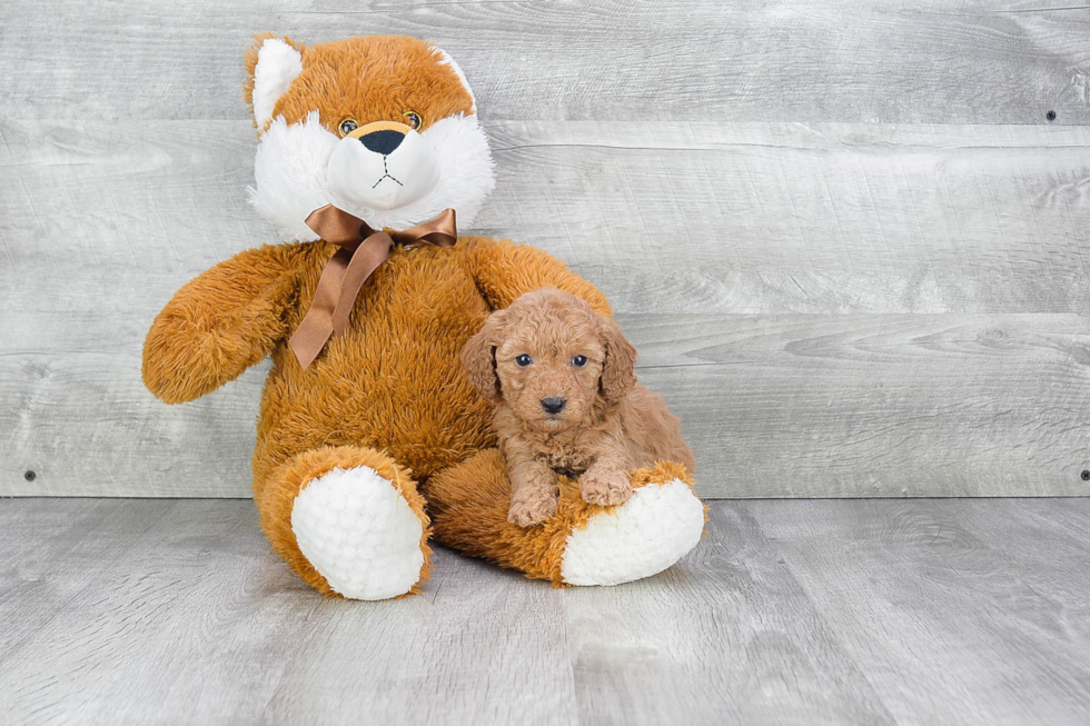 Cute Cavapoo Baby