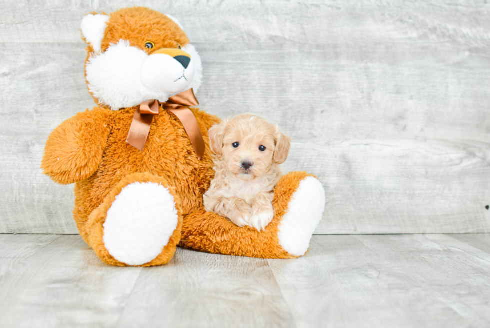 Energetic Maltepoo Poodle Mix Puppy