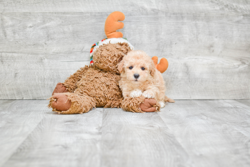 Popular Maltipoo Poodle Mix Pup