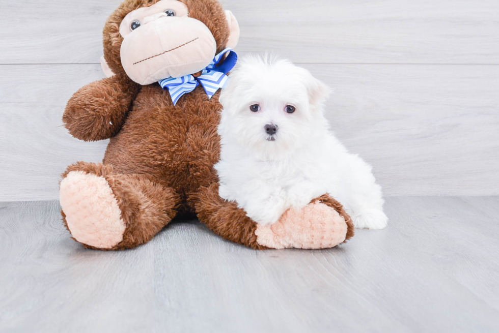 Maltese Pup Being Cute