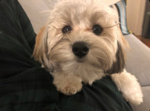 Happy Maltipoo Poodle Mix Pup