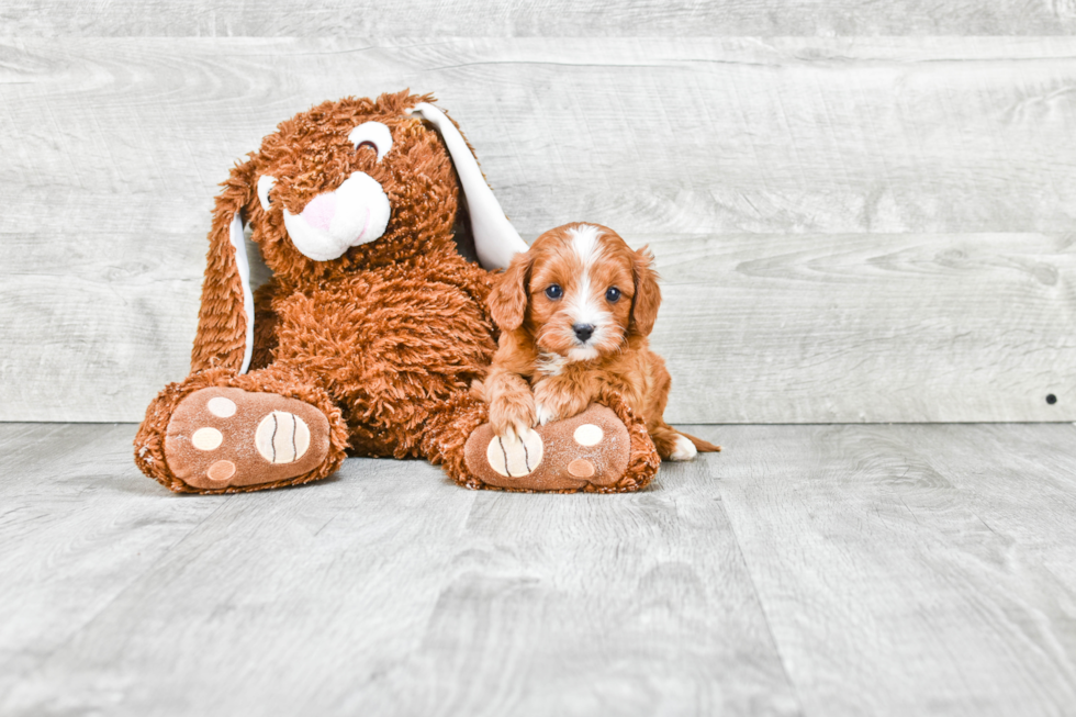 Happy Cavapoo Baby