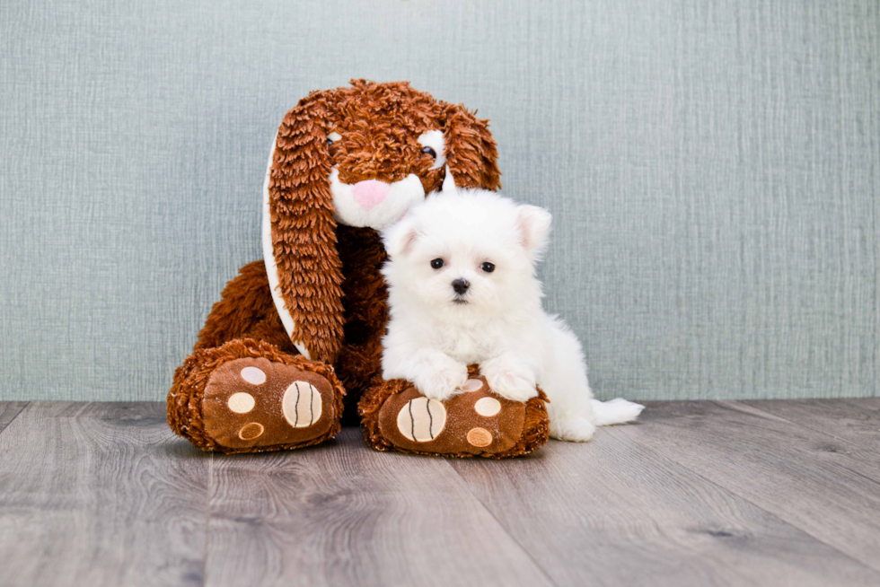 Funny Maltese Purebred Pup