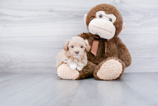 Energetic Maltese Poodle Poodle Mix Puppy