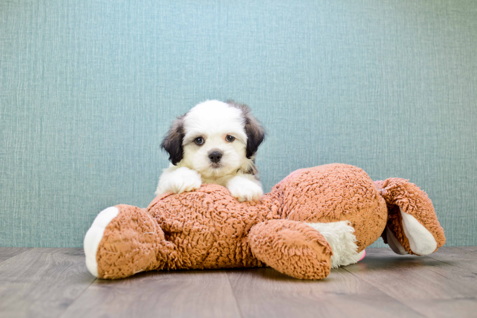 Teddy Bear Pup Being Cute