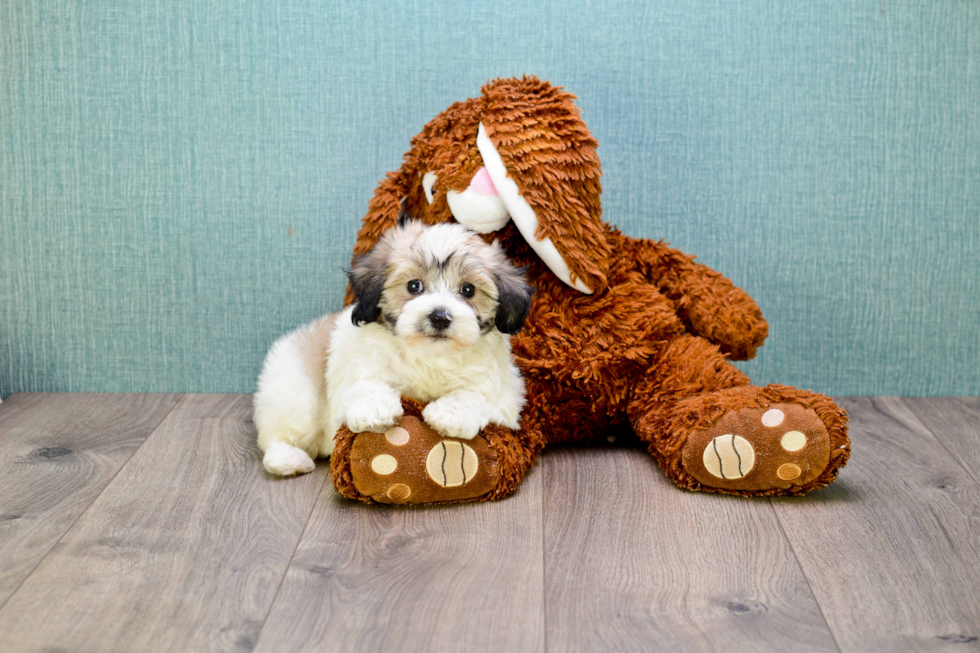 Havanese Pup Being Cute