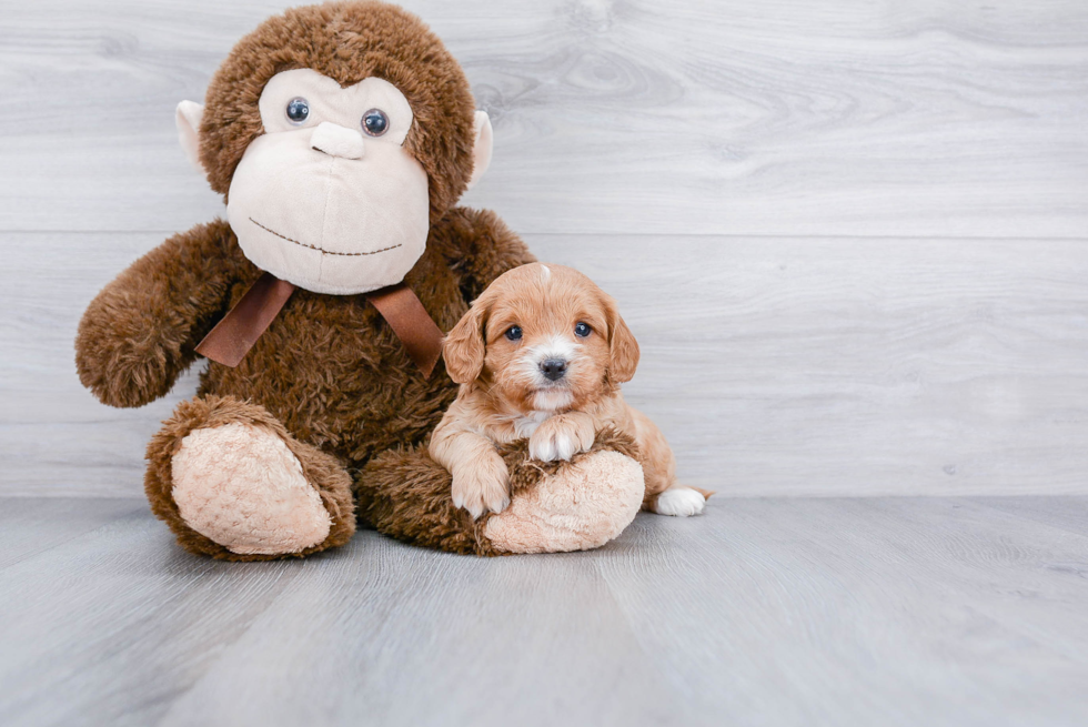 Best Cavapoo Baby