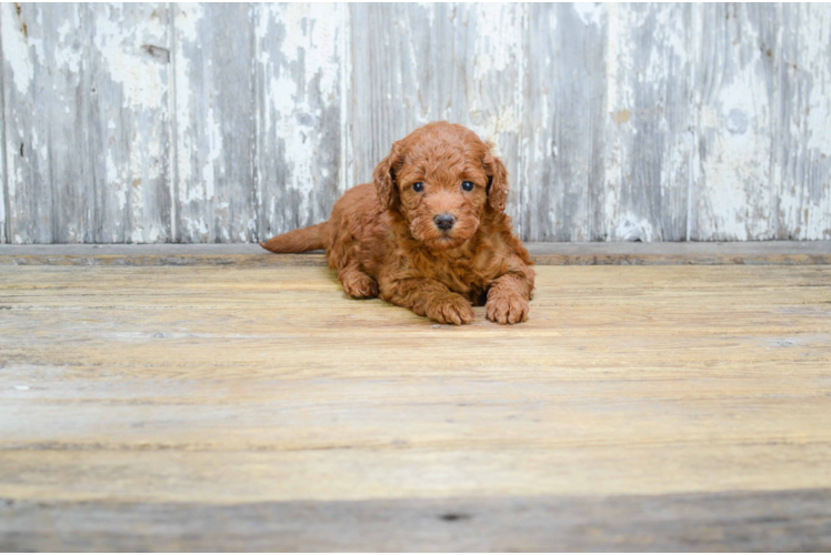 Cute Mini Goldendoodle Baby