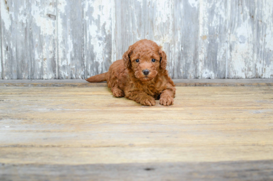 Cute Mini Goldendoodle Baby