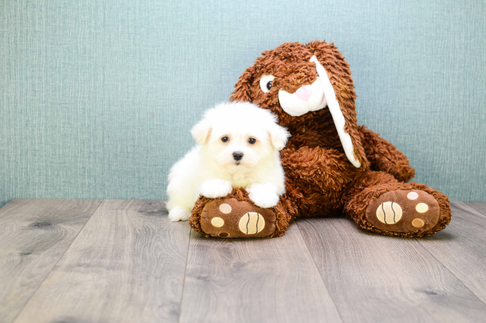 Petite Maltese Purebred Puppy