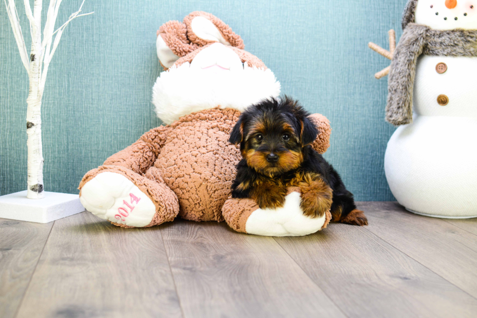 Meet Teacup-Jeremy - our Yorkshire Terrier Puppy Photo 