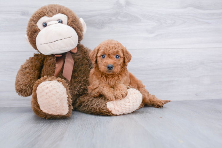 Mini Goldendoodle Puppy for Adoption