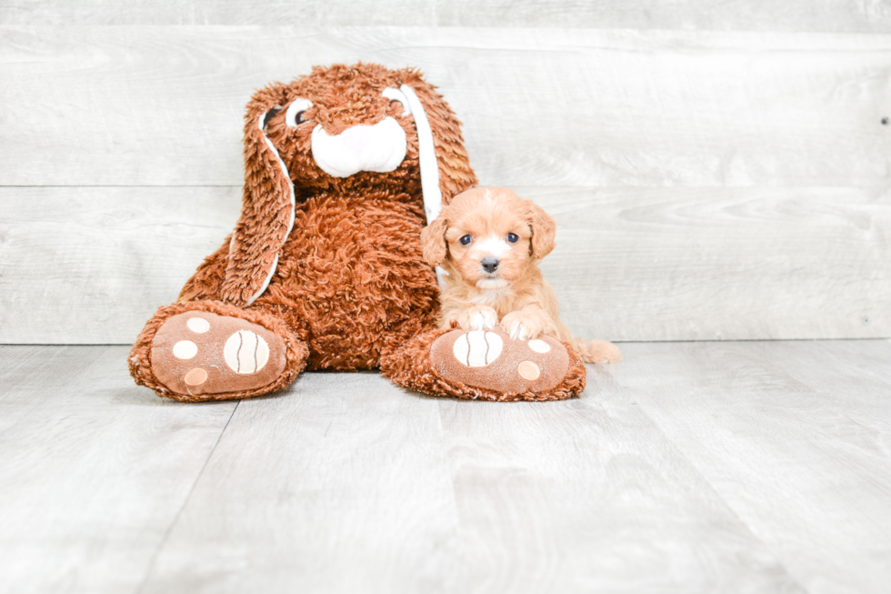 Cavapoo Pup Being Cute