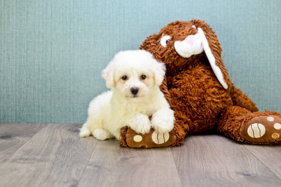 Fluffy Bichon Frise Purebred Puppy