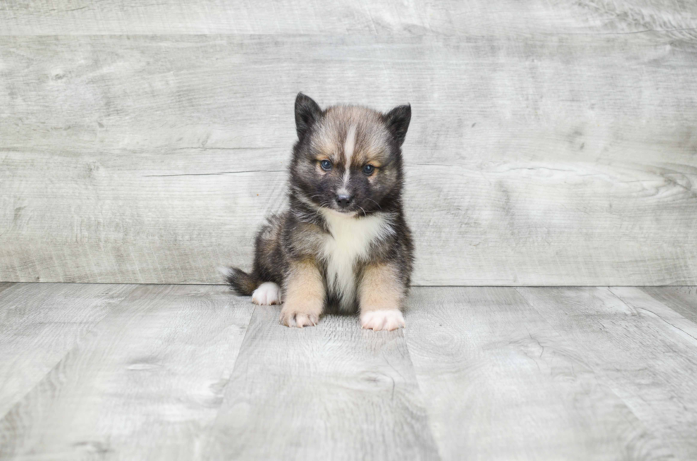 Smart Pomsky Designer Pup