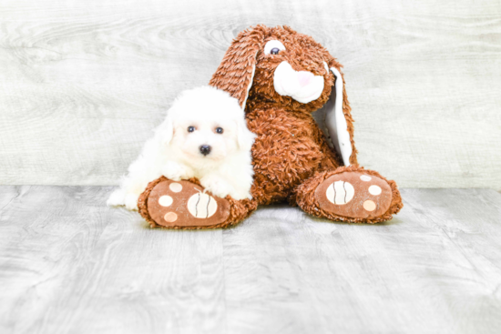 Playful Bichon Frise Purebred Pup