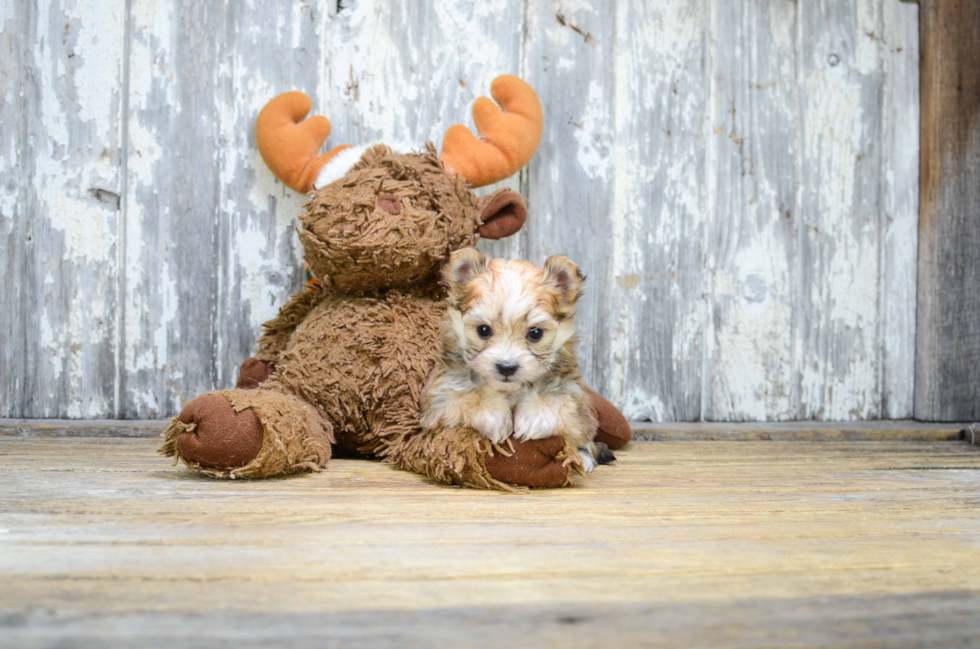 Best Morkie Baby