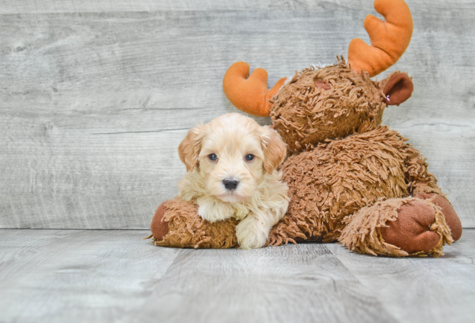 Best Maltipoo Baby
