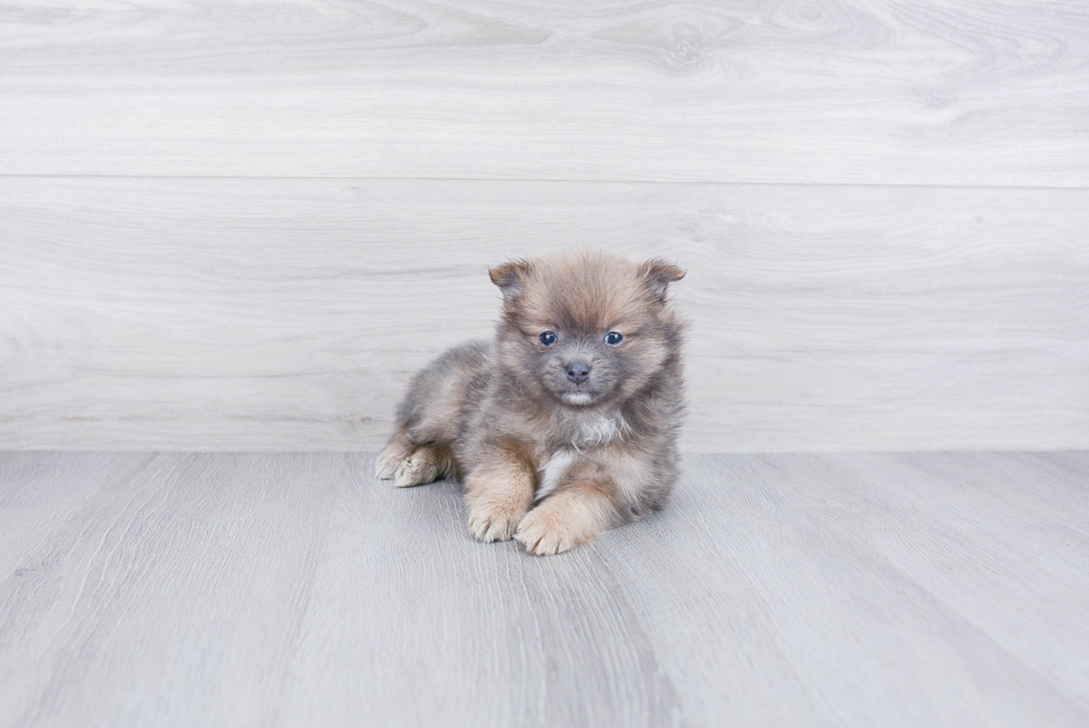 Funny Pomeranian Baby